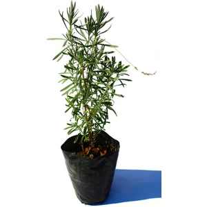 45-50 cm Tüplü Lavanta Fidanı 1ADET