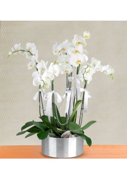 10 Adet Tohum Nadir Bulunan Beyaz Orkide Çiçeği Tohumu Tohumlu