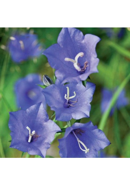 Light Blue Campanula Çan Çiçeği Tohumu (100 Tohum)