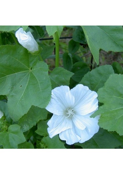 Lavatera Trimestris Regis Pure White Pamuk Çiçeği Tohumu (50 Tohum)