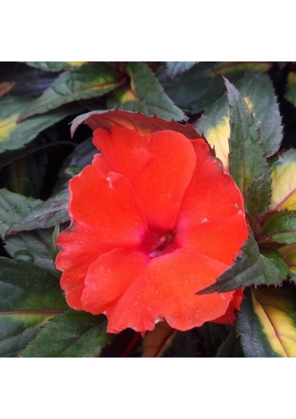 Saksılık Wallerine Baby Orange Bodur Cam Güzeli Çiçeği Tohumu (20 Tohum)