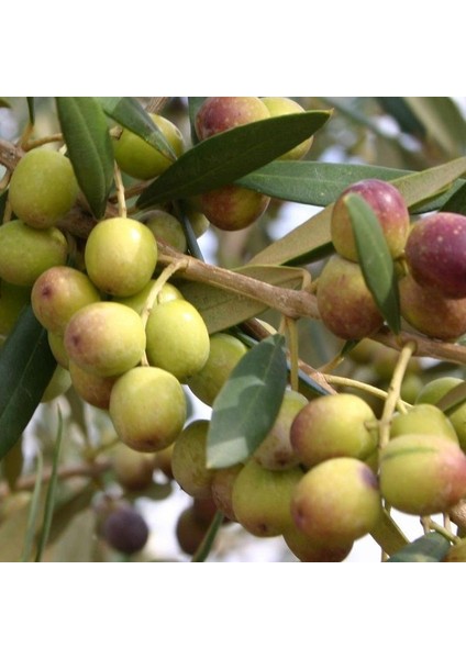 Tüplü Ispanyol Bodur Arbequina Zeytin Fidanı (2 Yaş)