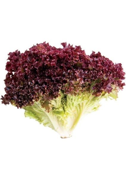 Kırmızı Yapraklı Kıvırcık Marul (1 Gram)