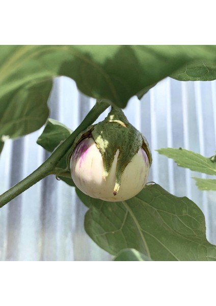 Doğal Rosa Bianca Patlıcan Tohumu(20 Adet)