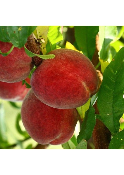 Tüplü Aşılı Aromatik Kendine Verimli Geleneksel Carselet Şeftali Fidanı