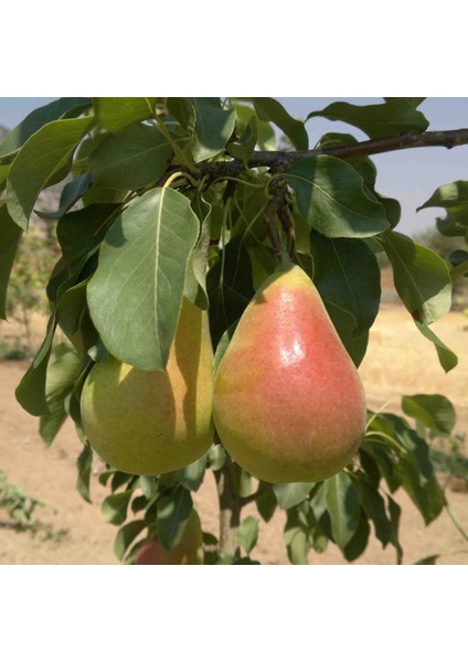 Tüplü Aşılı Yüksek Verimli Erkenci Etruşka (Etrusca) Armut Fidanı