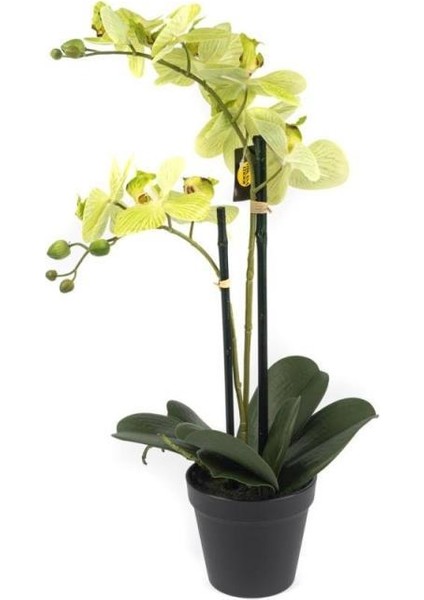 Yeşil 2li Yapay Orkide 58CM