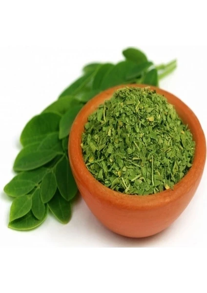 Tüplü Mucize Moringa Ağacı Fidanı (150-200CM)