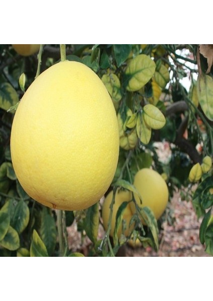 Tüplü Şadok Pomelo Ağacı Fidanı