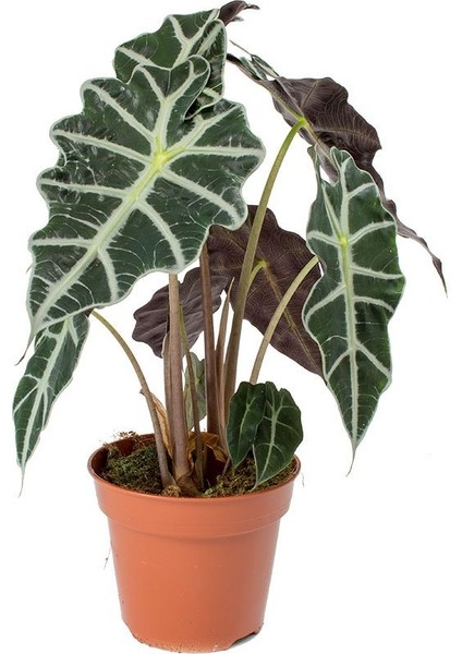 Alocasia Polly - Fil Kulağı (12 cm Saksıda)