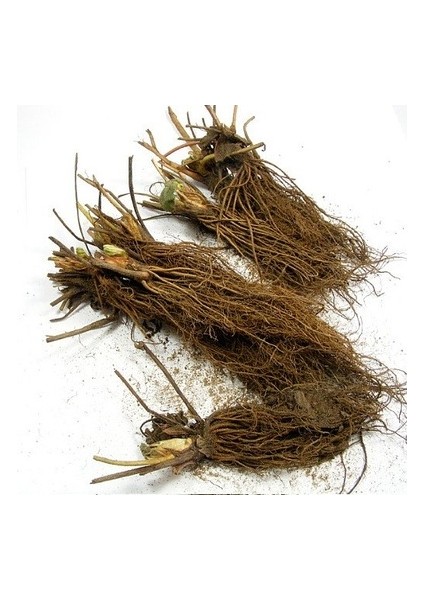 40 Adet Albion Açık Kök Frigo Tz.yediveren Çilek Fidesi Fidanı fiyatları