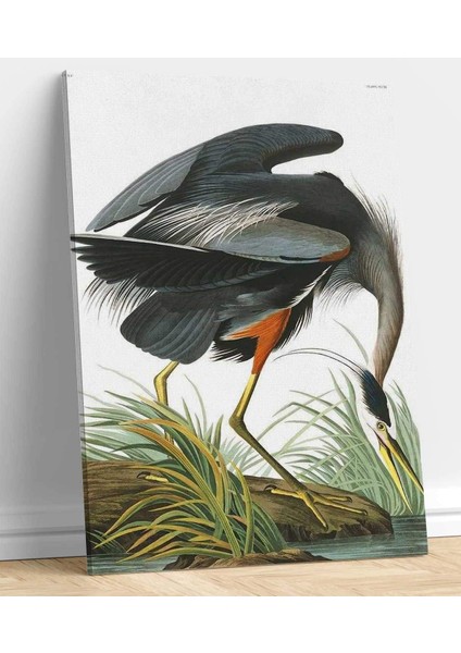 VeraStore John James Audubon Büyük Mavi Heron Kanvas Tablo