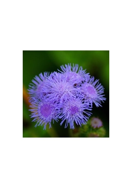 20 Adet Tohum Vapur Dumanı Çiçek Tohumu Vapur Dumanı Çiçeği