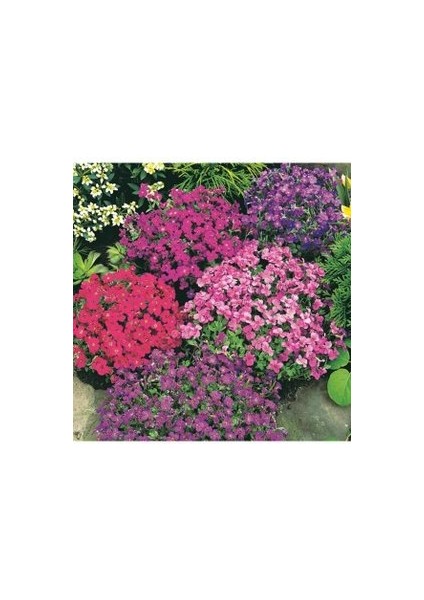 20 Adet Tohum Kraliyet Halısı Tohumu Alyssum Flower Tohumu Alyssum Tohumu Tohumla Gelir