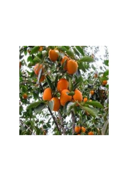 Aşılı Tüplü Trabzon Hurması Fidanı