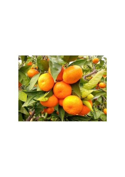 Aşılı Tüplü Rize Mandalina Fidanı