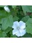 Lavatera Trimestris Regis Pure White Pamuk Çiçeği Tohumu (50 Tohum) 1
