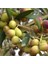 Tüplü Ispanyol Bodur Arbequina Zeytin Fidanı (2 Yaş) 1