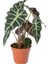 Alocasia Polly - Fil Kulağı (12 cm Saksıda) 1
