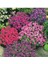 20 Adet Tohum Kraliyet Halısı Tohumu Alyssum Flower Tohumu Alyssum Tohumu Tohumla Gelir 1