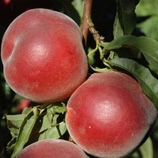 Idea Pazar - Tüplü Aşılı Yarıbodur Orta Erkenci Royal Gem Şeftali Fidanı