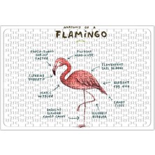 Baskı Dükkanı Bir Flamingo Anatomisi 2 Puzzle 240 Parça Yapboz
