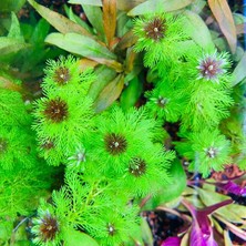 Atakan Petshop Myriophyllum Proserpinacoides Saksı Canlı Bitki