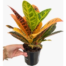 Fidanova Kroton, Croton, Renkli Yapraklı Salon Çiçeği 55 cm