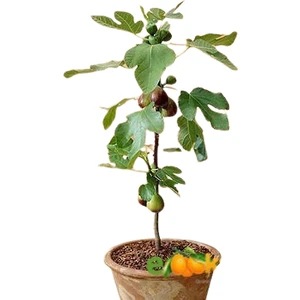 Berke Fidancılık 2 Yaş Bonsai Bodur Incir Fidanı Saksıda