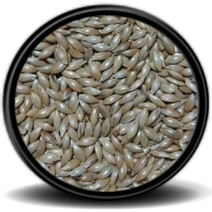 Sade Kanarya Yemi (Aspur) 500GR