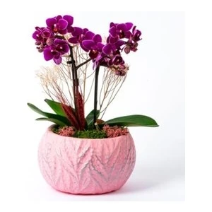 Köy Tohumları 10 Adet Tohum Nadir Orkide Tohumu Orkide Çiçek Tohumu Saksı Toprak