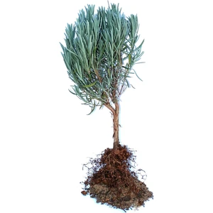 Açık Kök Lavanta Fidanı 25 Adet