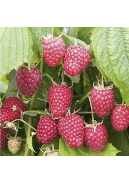 Tüplül Çok Iri Meyveli Yediveren Nevada Ahududu Fidanı