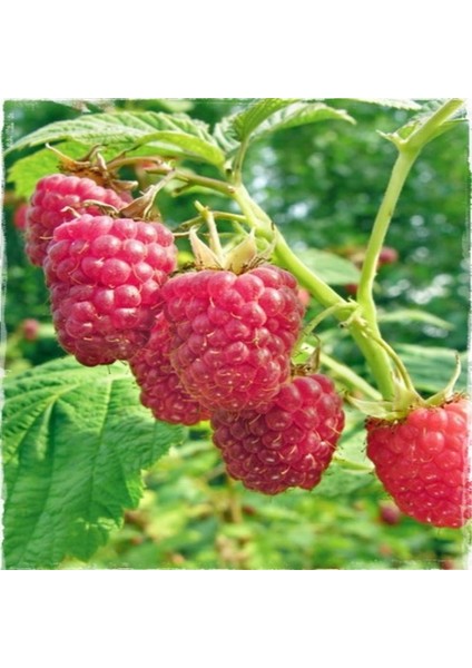 Tüplül Çok Iri Meyveli Yediveren Nevada Ahududu Fidanı fiyatları