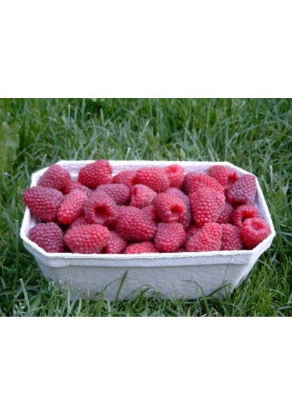 Tüplül Çok Iri Meyveli Yediveren Nevada Ahududu Fidanı modelleri