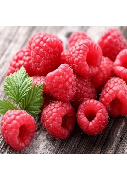 Tüplül Çok Iri Meyveli Yediveren Nevada Ahududu Fidanı fırsatları