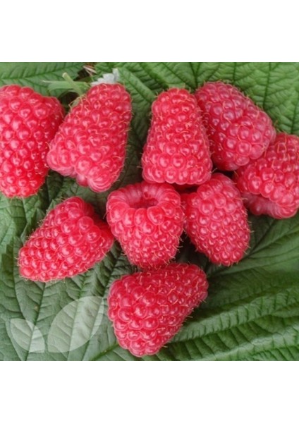 Tüplül Çok Iri Meyveli Yediveren Nevada Ahududu Fidanı indirimleri