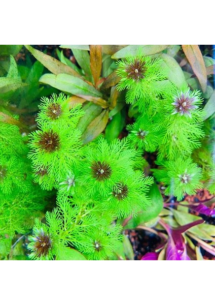 Atakan Petshop Myriophyllum Proserpinacoides Saksı Canlı Bitki