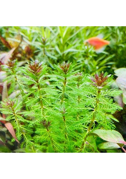 Atakan Petshop Myriophyllum Proserpinacoides Saksı Canlı Bitki