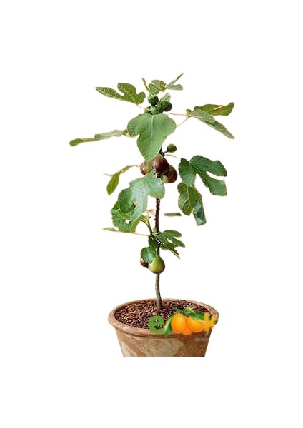 2 Yaş Bonsai Bodur Incir Fidanı Saksıda