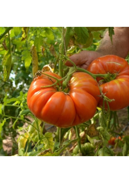 Sivas Koyulhisar (Kale) Domates Tohumu 100 Adet