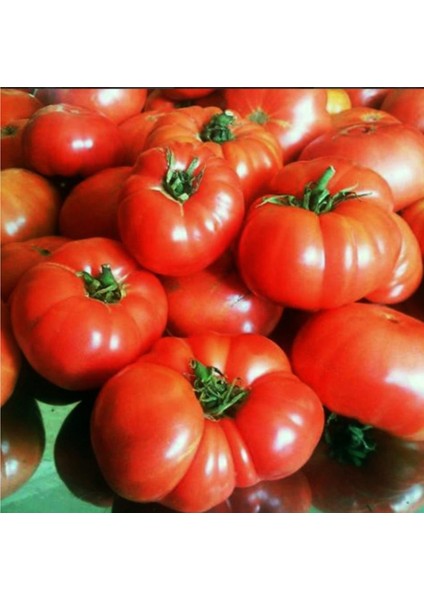 Sivas Koyulhisar (Kale) Domates Tohumu 100 Adet fiyatları