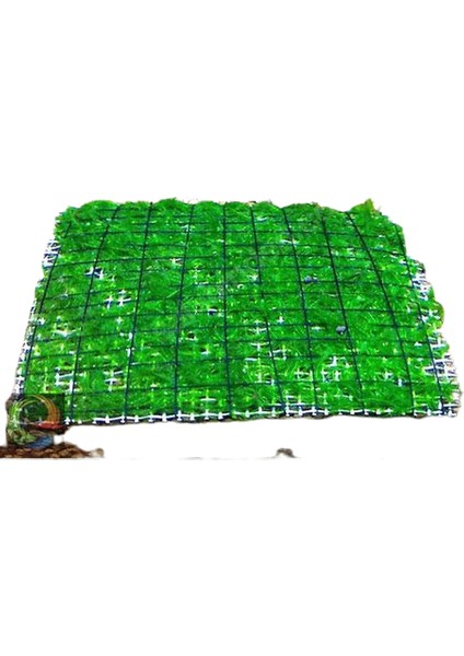 Atakan Petshop Weeping Moss Tele Sarılı 5X5cm Yeni Sarım Canlı Bitki