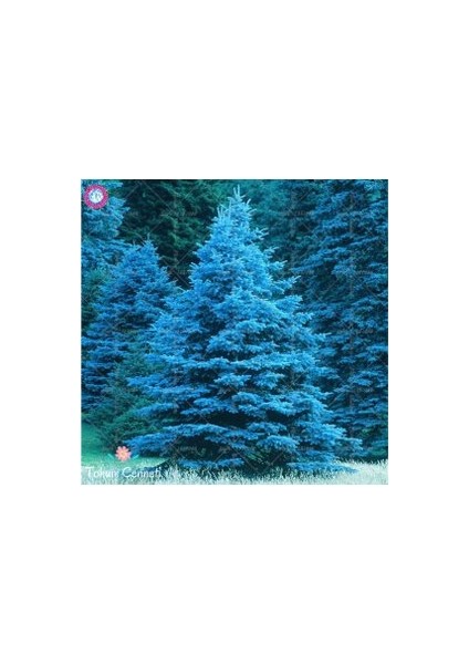 5 Adet Tohum Nadir Mavi Ladin Ağaç Tohumu Mavi Ladin Ağacı Sürpriz Hediye Tohumla Birlikte Gelir