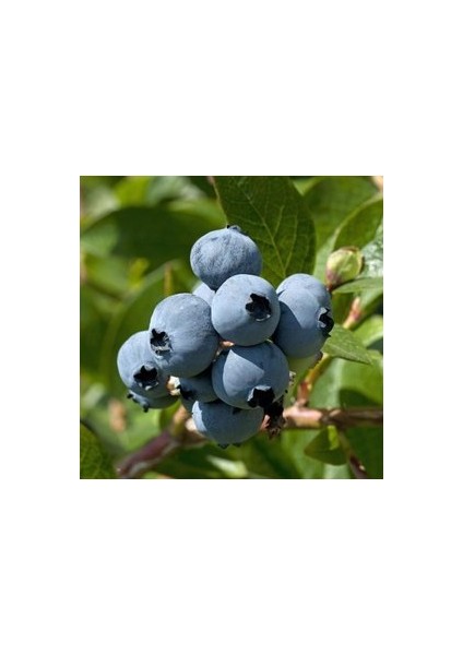 10 Adet Tohum Yaban Mersini Tohumu Blueberry Tohumu Saksı Toprak Hediye