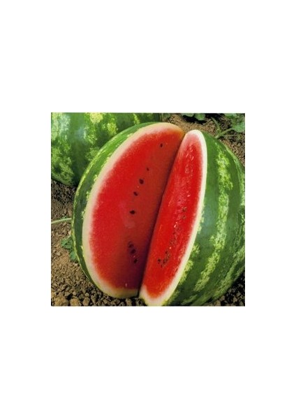 20 Adet Tohum Karpuz Tohumu Crimson Sweet Sürpriz Hediye Tohum