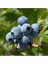 10 Adet Tohum Yaban Mersini Tohumu Blueberry Tohumu Saksı Toprak Hediye 1