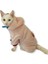 Softie Pink Butterfly Duo Kedi Tulumu Kedi Kıyafeti Xl 5