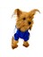 Saks Mavi Adidog Kapşonlu Duo Köpek Sweatshirt Köpek Kazağı Xl 4