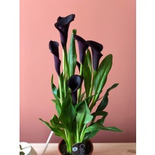 Parmiagarden Zantedeschia Gala Gelin Çiçeği
